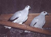 Columba argentina